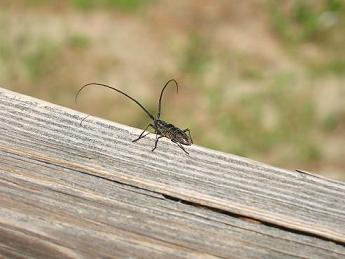 A strange and curious alien bug