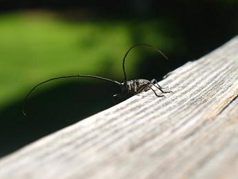 another angle of the weird alien bug