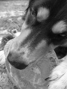 Aoife chewing on the ice.