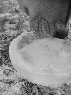 Aoife finds some discarded ice....