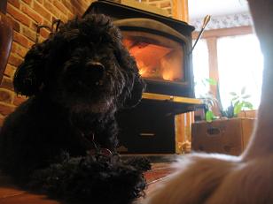 Bijou by the fire closeup