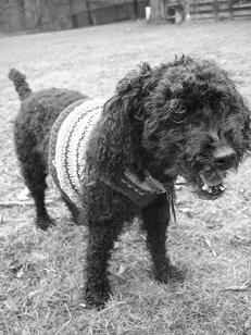Bijou gets cold in the winter! 11-15-2008