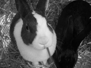 Choco and her daughter, Feet. 11-13-2008
