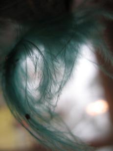 Goat's Feather