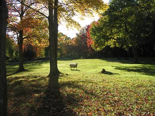 Sheep, October 10, 2008