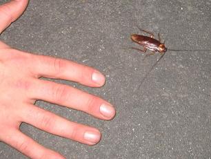 A real New York Roach